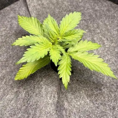 Z-UP Automatic | 420fastbuds