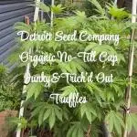 Bobaloo&Quila’s first outdoor D.S.C.