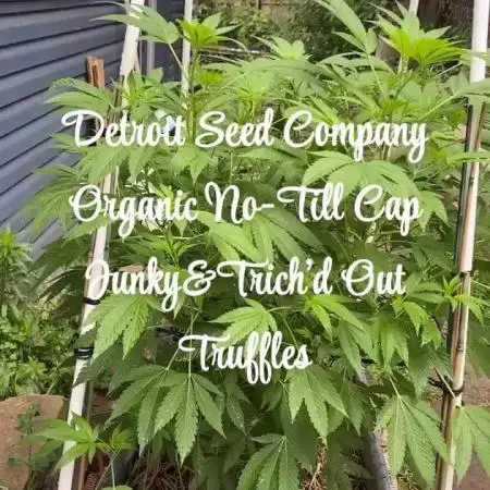 Bobaloo&Quila’s first outdoor D.S.C.
