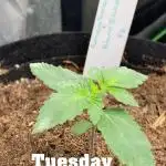 Fantasmo Express x (Podunk Black Ops f4)