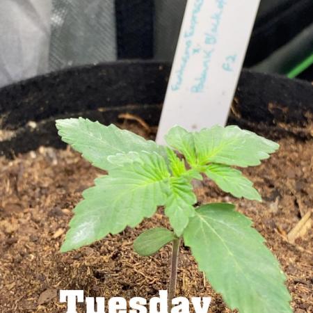 Fantasmo Express x (Podunk Black Ops f4)