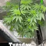 Purple Sunset x Lilac Diesel #22
