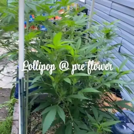 Bobaloo&Quila’s first outdoor D.S.C.