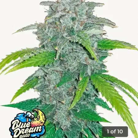 !!Blue Dreams & Sunshine!!