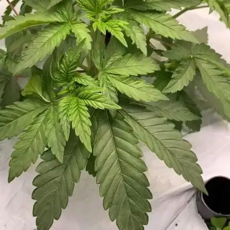 Purple Sunset x Lilac Diesel #22