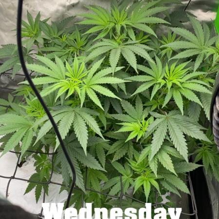 Purple Sunset x Lilac Diesel #22