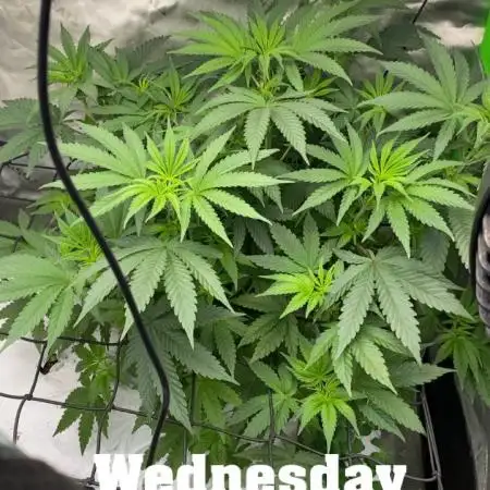 Purple Sunset x Lilac Diesel #22