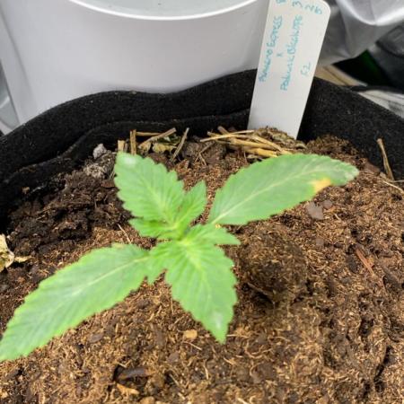 Fantasmo Express x (Podunk Black Ops f4)