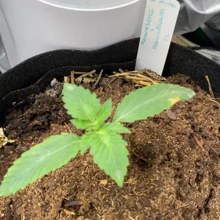 Fantasmo Express x (Podunk Black Ops f4)