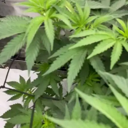 Purple Sunset x Lilac Diesel #22