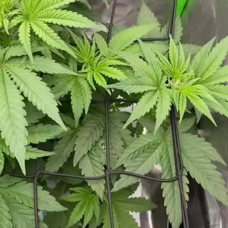 Purple Sunset x Lilac Diesel #22