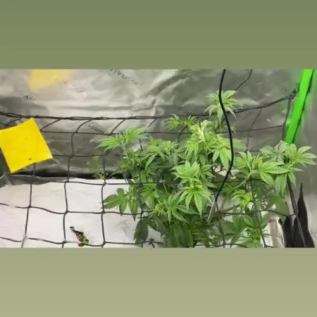 Purple Sunset x Lilac Diesel #22