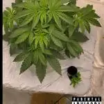 Purple Sunset x Lilac Diesel #22