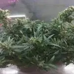 first weed