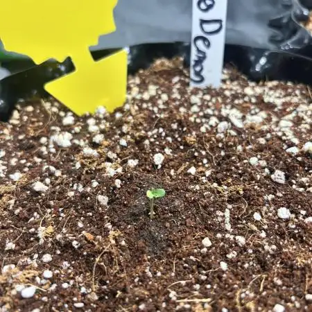Auto Big Demon