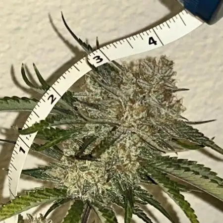 Purple Punch