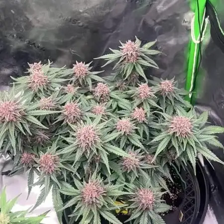Cherry Cola
