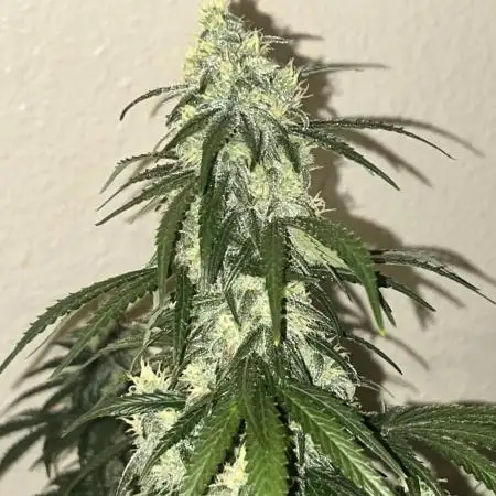 Gorilla Z