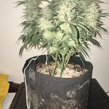 Double Grape