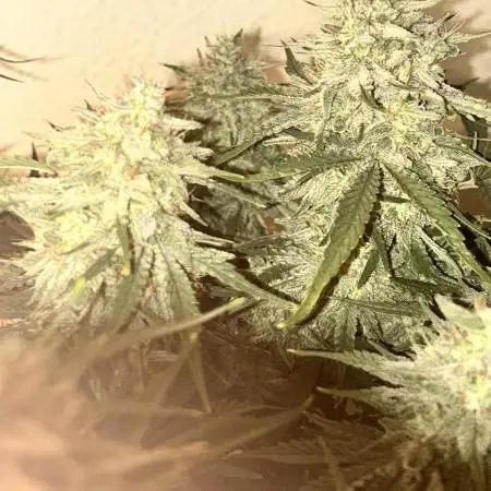 Double Grape