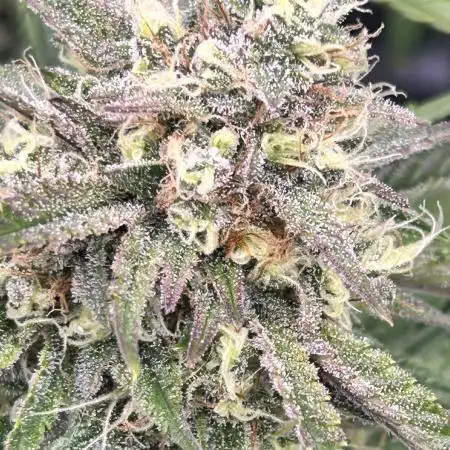 Purple Punch