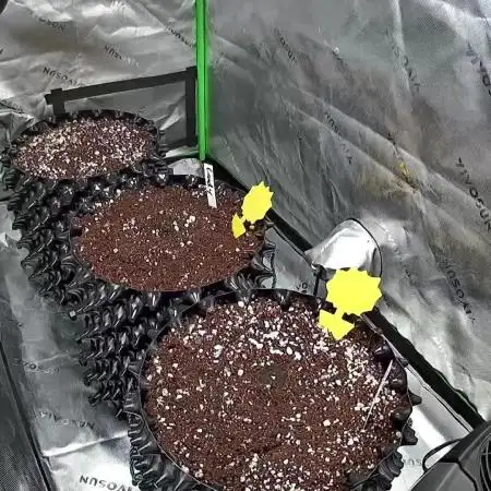 Auto Candy