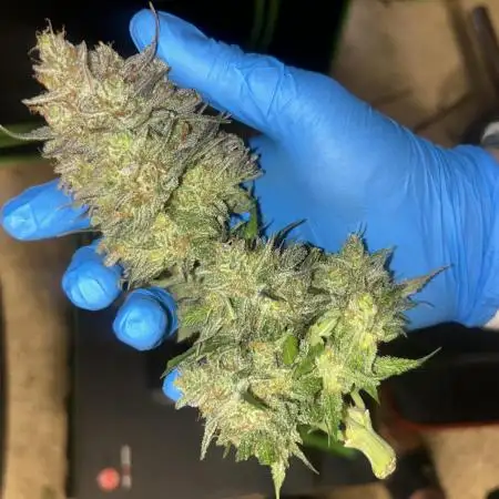 Purple Punch
