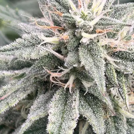 Double Grape