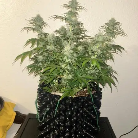 Boondox Glue