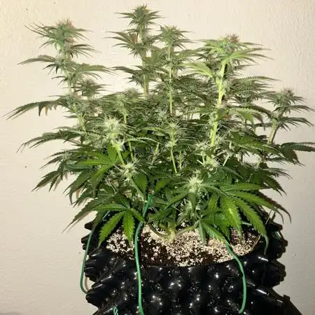 Boondox Glue
