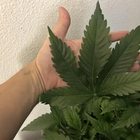 Blueberry Auto