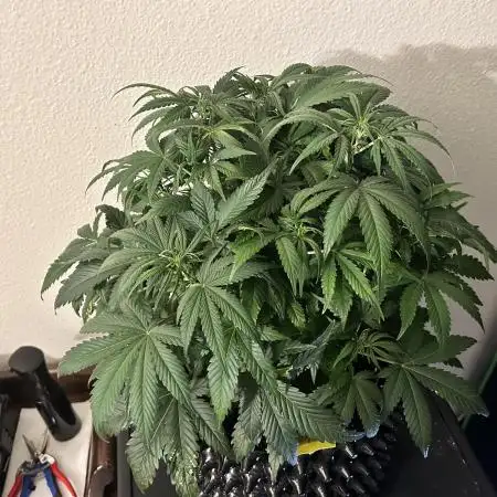 Blueberry Auto