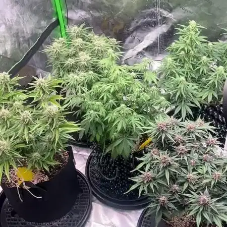 Cherry Cola