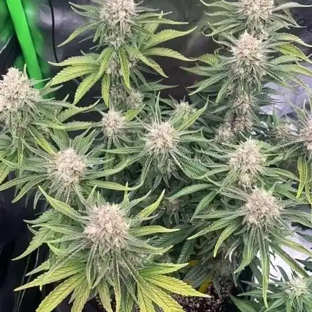Purple Punch