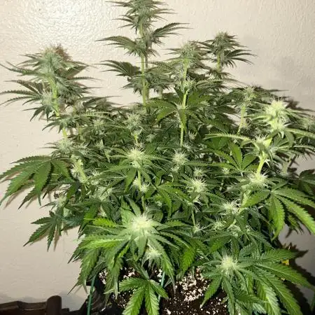 Boondox Glue