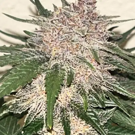 Cherry Cola
