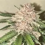 Cherry Cola