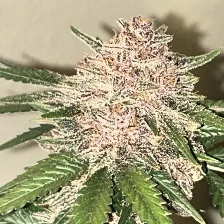 Cherry Cola