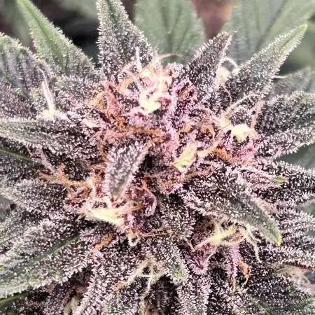 Cherry Cola