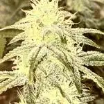 Boondox Glue
