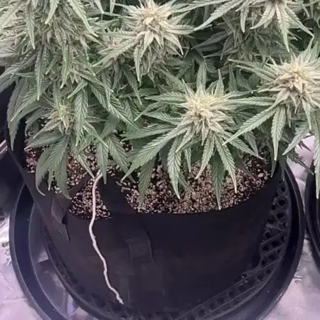 Double Grape