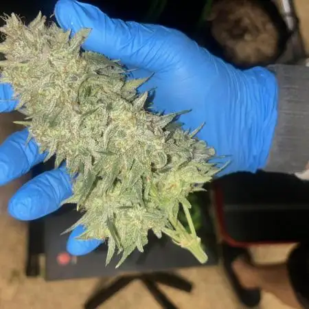 Double Grape