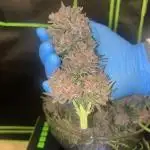 Cherry Cola