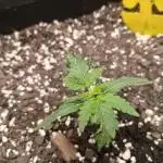 Blueberry yumyum
