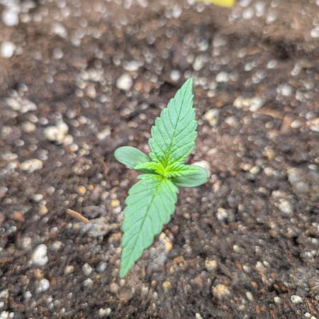 Noble|Elementz Organics