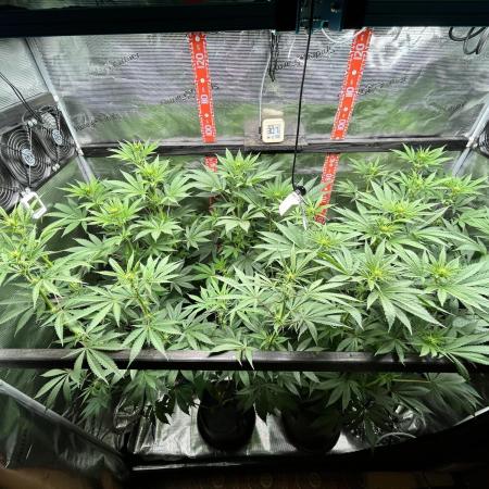 Santa Maria F10 x GMO Zkittlez