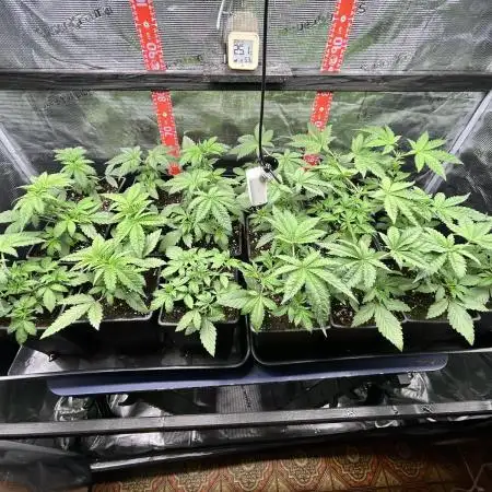 Santa Maria F10 x GMO Zkittlez