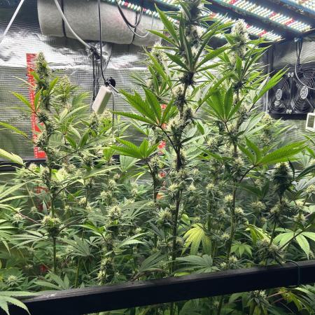 Santa Maria F10 x GMO Zkittlez