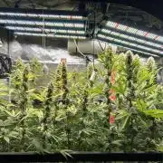 Santa Maria F10 x GMO Zkittlez