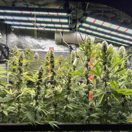 Santa Maria F10 x GMO Zkittlez